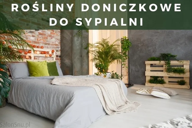 Czy skrzydłokwiat może stać w sypialni? Odkryj jego zalety i zagrożenia