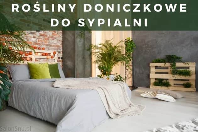 Czy skrzydłokwiat może stać w sypialni? Odkryj jego zalety i zagrożenia