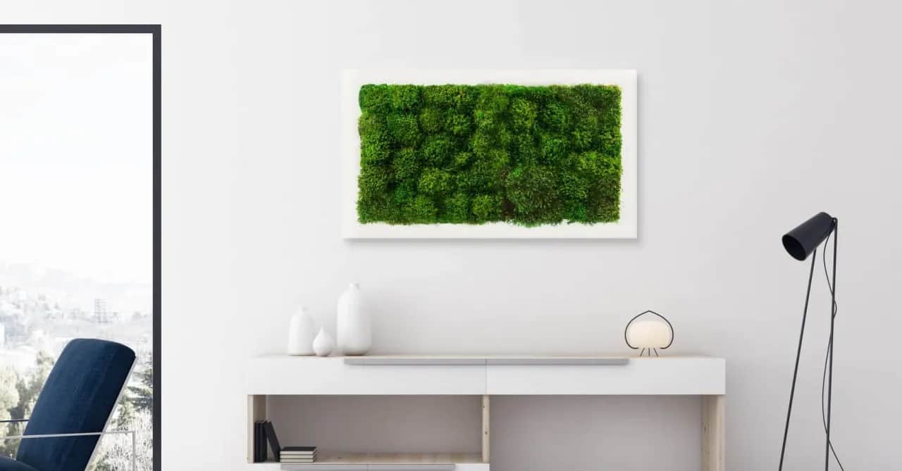 Jak dbać o mech dekoracyjny, aby długo zachował świeżość i urok