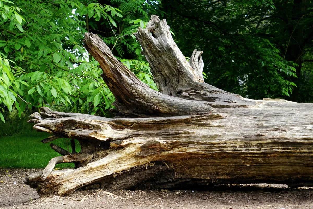 Jak zrobić kwietnik z pnia drzewa - proste kroki i porady na start